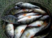 Receptek főzés halászat - lapos, mint élőhely
