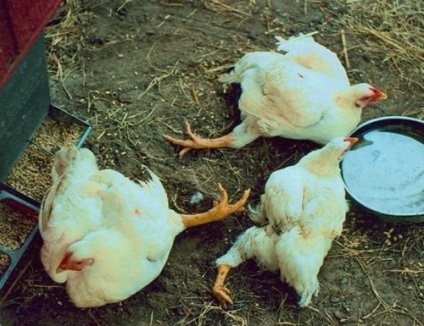 Csirkék esik az oka, hogy a lábak és mint kezelni