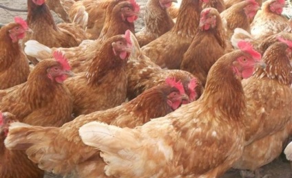 Csirkék Rhodonite leírás, Fajtajegyei a képeket és az értékeléseket gazdálkodók