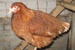 Csirkék Rhodonite leírás, Fajtajegyei a képeket és az értékeléseket gazdálkodók