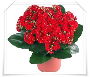 Kalanchoe kezelés, gyümölcslé, tinktúrák, kenőcsök, előírások, alkalmazás (tinktúra) Kalanchoe kezelés, gyümölcslé, tinktúrák, kenőcsök, receptek, használat