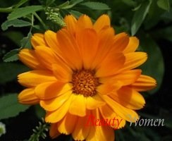 Calendula kezelése megbetegedések a gyomor-bél traktus gastritis, gyomorfekély és (bél) Calendula kezelése megbetegedések a gyomor-bél traktus gastritis, gyomorfekély és