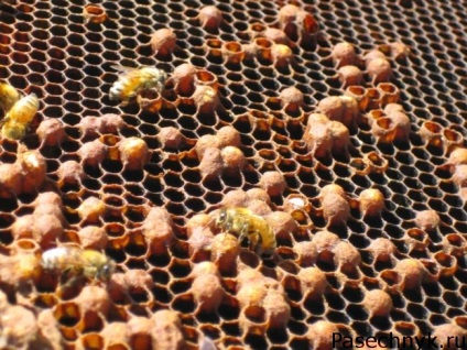 Kezelése méh fiasítás saccularis
