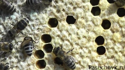 Kezelése méh fiasítás saccularis