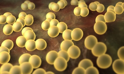 Kezelése staphylococcus bakteriofág Staphylococcus aureus