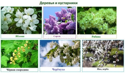 Lepbuk tavaszi óvodai saját kezűleg (Spring) Lepbuk tavaszi óvodai saját kezűleg