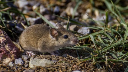 Forest Mouse leírása és életmód egy kis rágcsáló