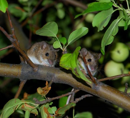 Forest Mouse leírása és életmód egy kis rágcsáló