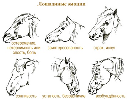 A lovak nyelvén Connick szóló feljegyzés