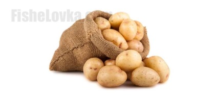 Ловля на картоплю - особливості застосування картоплі в якості насадки
