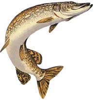 Pike halászat a nyáron, míg a horgászat! (Nagy csuka) Pike halászat a nyáron, míg a horgászat!