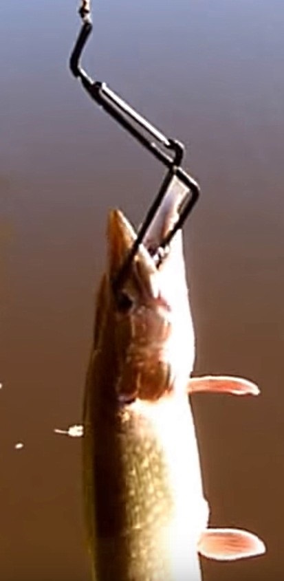 Pike halászat egy házi készítésű csapda vagy vásárolni