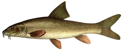 Barbel horgászat a folyó vagy a halászati márna (river) Barbel horgászat a folyó vagy a halászati márna