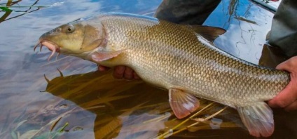 Barbel horgászfelszerelés, csali, horgászat Donka Kuban