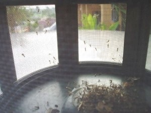 Csapdák a szúnyogok, kert portál, hírek a kertben