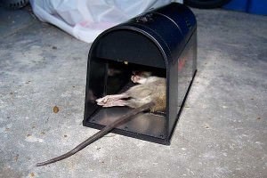 Csapdák patkányok kezét, hogyan kell csinálni, és hol lehet megvásárolni elektromos csapda