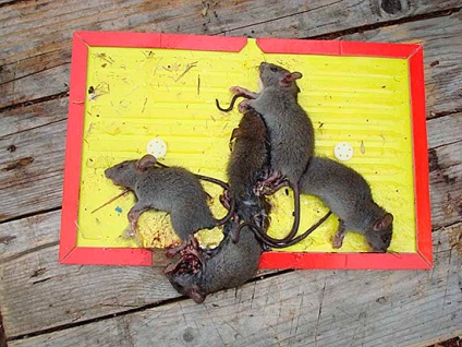 Csapdák egerek saját kezűleg (trap)