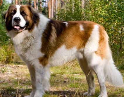 A legjobb fajták a kutyák egy kisgyermek (Cavalier King Charles spániel) A legjobb fajták a kutyák egy kisgyermek