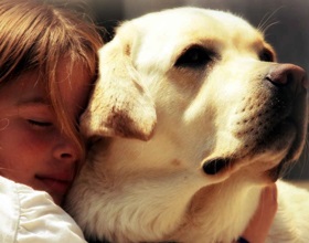 A legjobb fajta kutya egy kisgyermek (Cavalier King Charles) A legjobb fajták a kutyák egy kisgyermek