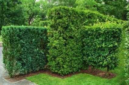 A legjobb növények sövények, otthoni és kerti (hedge) A legjobb növények sövények, otthoni és kerti