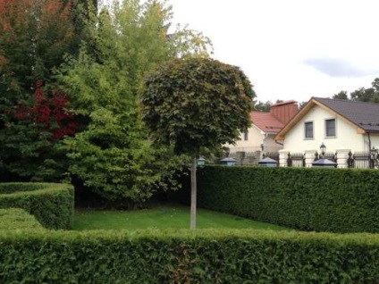 A legjobb növények sövények, otthoni és kerti (hedge) A legjobb növények sövények, otthoni és kerti