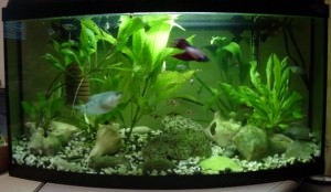Kis halak akváriumok (nanoakvarium) Kis akvárium