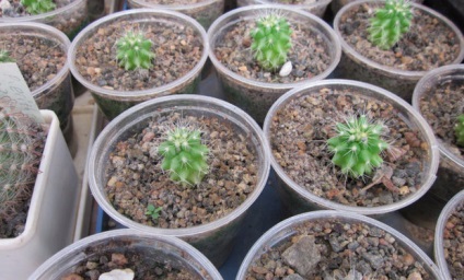 Mammillaria otthoni ápolás, transzplantáció, reprodukció