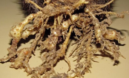 Mammillaria otthoni ápolás, transzplantáció, reprodukció