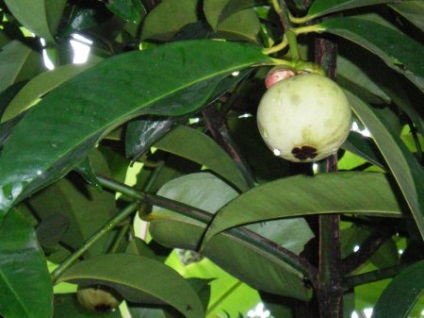 Mangosztánfa termesztés az otthoni körülmények között