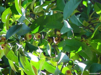 Mangosztánfa termesztés az otthoni körülmények között