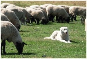 Maremma juhászkutya fajta történelem és a természet