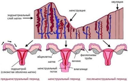 Méh a menstruáció előtt és alatt, amely az érintés nyak
