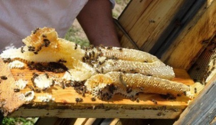 Méz vad kaptár a vadon élő méhek hasznos tulajdonságok, fotók