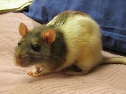 Mycoplasmosis tünetei kezelt patkányok, hogy az adott személy továbbítjuk mycoplasma
