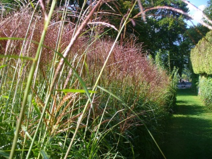 Miscanthus fotók és fajok ültetési és ápolási szabadföldön (miscanthus) Miscanthus fotók és fajok ültetési és gondozási szabadföldön