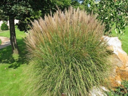 Miscanthus fotók és fajok ültetési és gondozási szabadföldön (típusú) Miscanthus fotók és fajok ültetési és gondozási szabadföldön