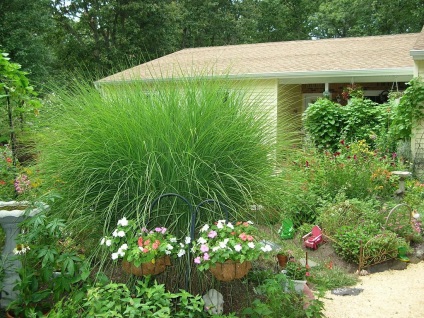 Miscanthus fotók és fajok ültetési és gondozási szabadföldön (ellátás) Miscanthus fotók és fajok ültetési és gondozási szabadföldön