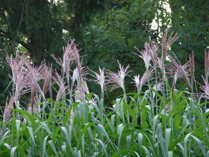 Miscanthus fotók és fajok ültetési és gondozási szabadföldön (ellátás) Miscanthus fotók és fajok ültetési és gondozási szabadföldön