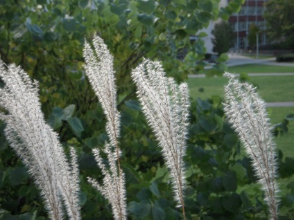 Miscanthus fotók és fajok ültetési és gondozási szabadföldön (típusú) Miscanthus fotók és fajok ültetési és gondozási szabadföldön