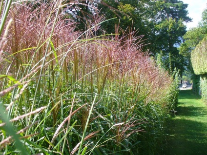 Miscanthus fotók és fajok ültetési és gondozási szabadföldön (típusú) Miscanthus fotók és fajok ültetési és gondozási szabadföldön