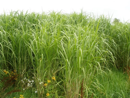 Miscanthus fotók és fajok ültetési és ápolási szabadföldön (miscanthus) Miscanthus fotók és fajok ültetési és gondozási szabadföldön