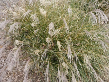 Miscanthus fotók és fajok ültetési és gondozási szabadföldön (ellátás) Miscanthus fotók és fajok ültetési és gondozási szabadföldön