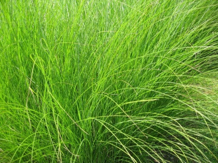 Miscanthus fotók és fajok ültetési és ápolási szabadföldön (miscanthus) Miscanthus fotók és fajok ültetési és gondozási szabadföldön
