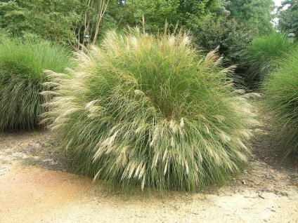 Miscanthus fotók és fajok ültetési és gondozási szabadföldön (ellátás) Miscanthus fotók és fajok ültetési és gondozási szabadföldön