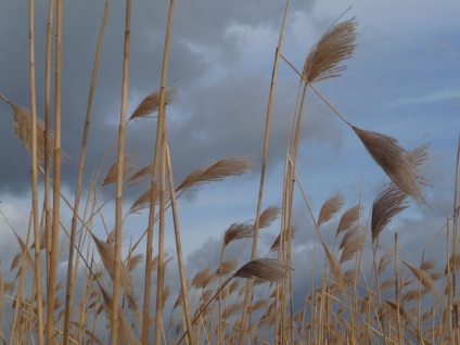 Miscanthus fotók és fajok ültetési és gondozási egy nyílt terepen (leszállás) Miscanthus fotók és fajok ültetési és gondozási szabadföldön