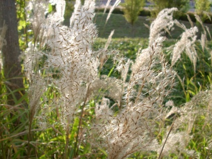 Miscanthus fotók és fajok ültetési és gondozási szabadföldön (ellátás) Miscanthus fotók és fajok ültetési és gondozási szabadföldön