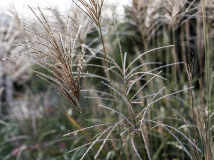 Miscanthus fotók és fajok ültetési és ápolási szabadföldön (miscanthus) Miscanthus fotók és fajok ültetési és gondozási szabadföldön