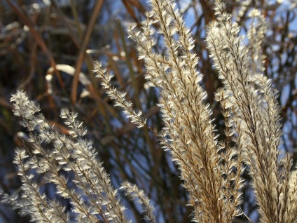 Miscanthus fotók és fajok ültetési és ápolási szabadföldön (miscanthus) Miscanthus fotók és fajok ültetési és gondozási szabadföldön