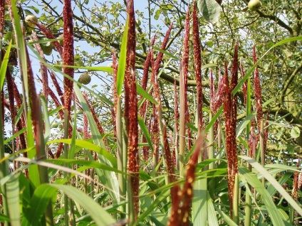 Miscanthus fotók és fajok ültetési és gondozási szabadföldön (típusú) Miscanthus fotók és fajok ültetési és gondozási szabadföldön
