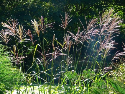 Miscanthus fotók és fajok ültetési és ápolási szabadföldön (miscanthus) Miscanthus fotók és fajok ültetési és gondozási szabadföldön